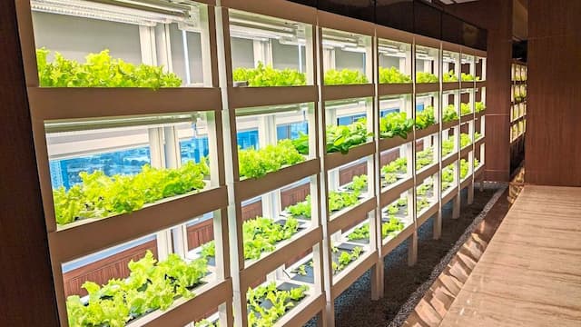 CityFarm: Set up Your Indoor Farm Today!