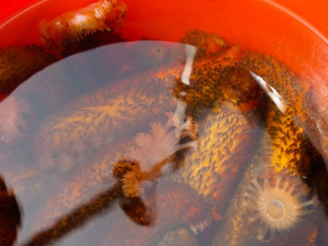 How is Sea Cucumber Beneficial for us? Check ATOME Services
