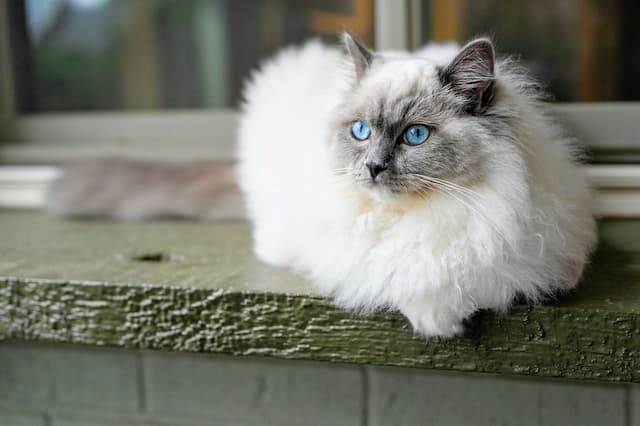 Ragdoll Kittens with Silky Soft Coats